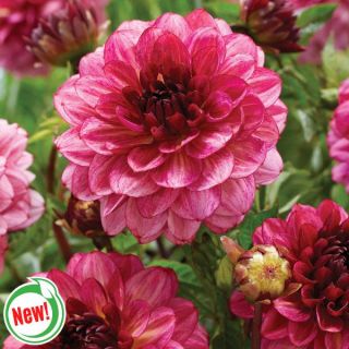 Muchacha Dahlia Thumbnail